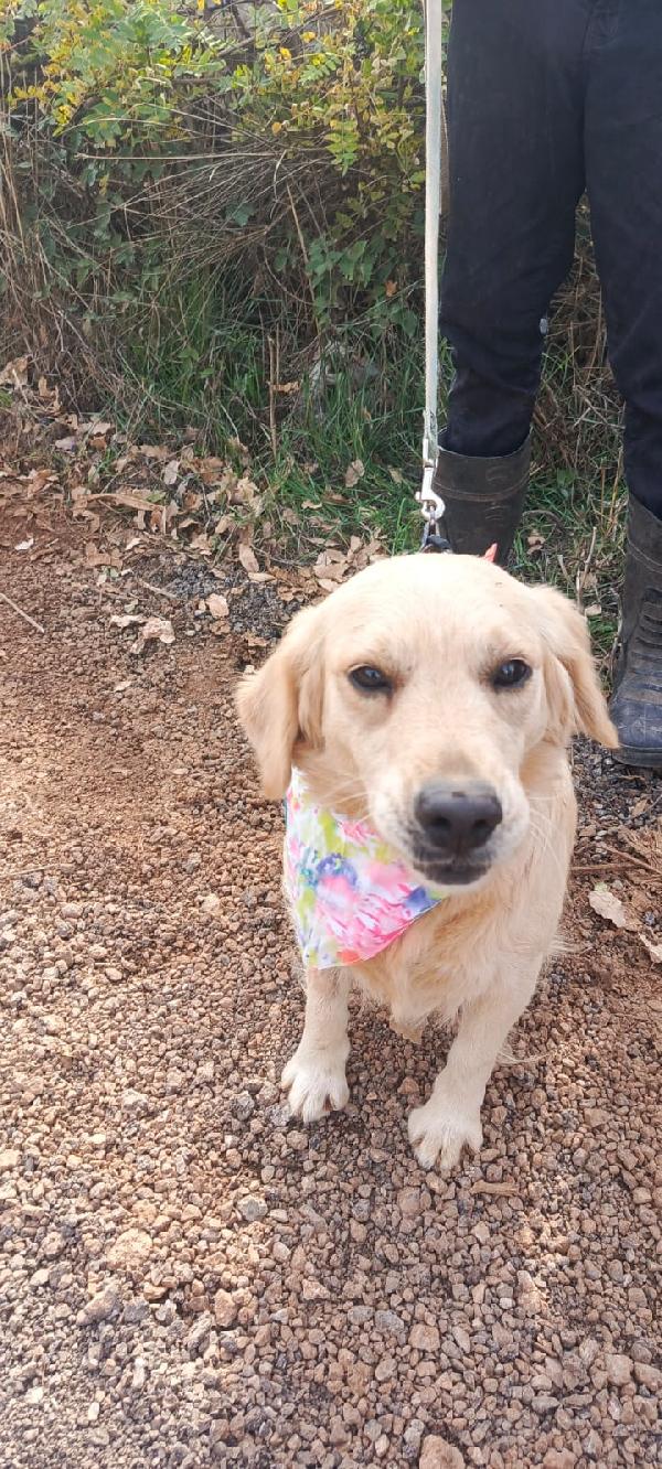 Cindrella, una splendida Golden Retriever  Foto 3